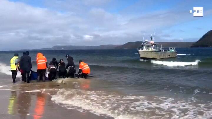 Mueren unas 380 de las ballenas varadas en el sur de Australia.