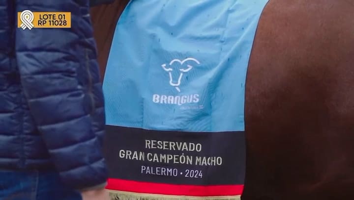 El toro se llama "Mafioso" y salió Reservado Gran Campeón Macho en la Rural