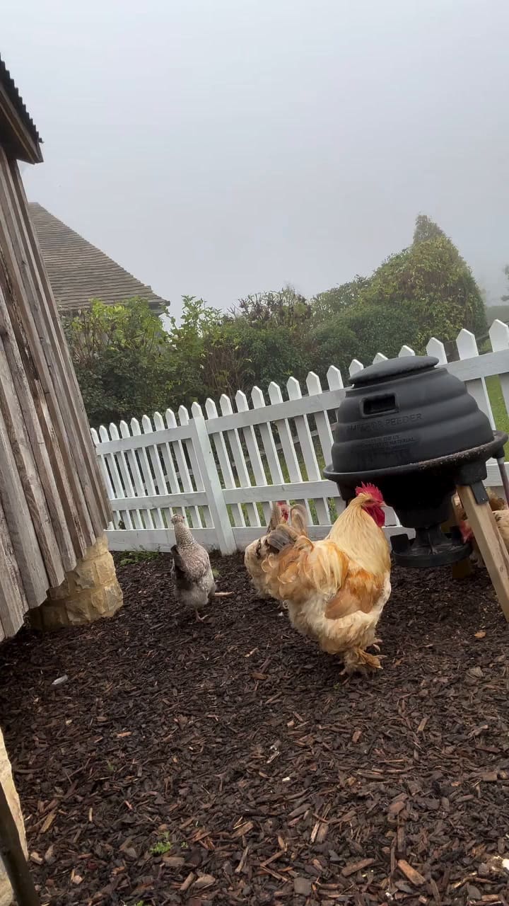 Un día con David Beckham en su granja: gallinas, cebollas y su propia producción de miel
