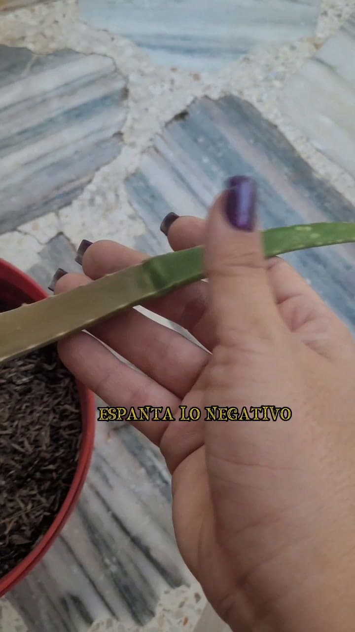 Cuáles son los beneficios energéticos de tener una planta de aloe vera en el hogar