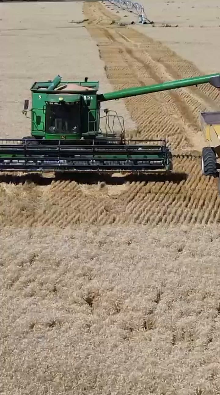 Altos rindes de trigo en San Luis