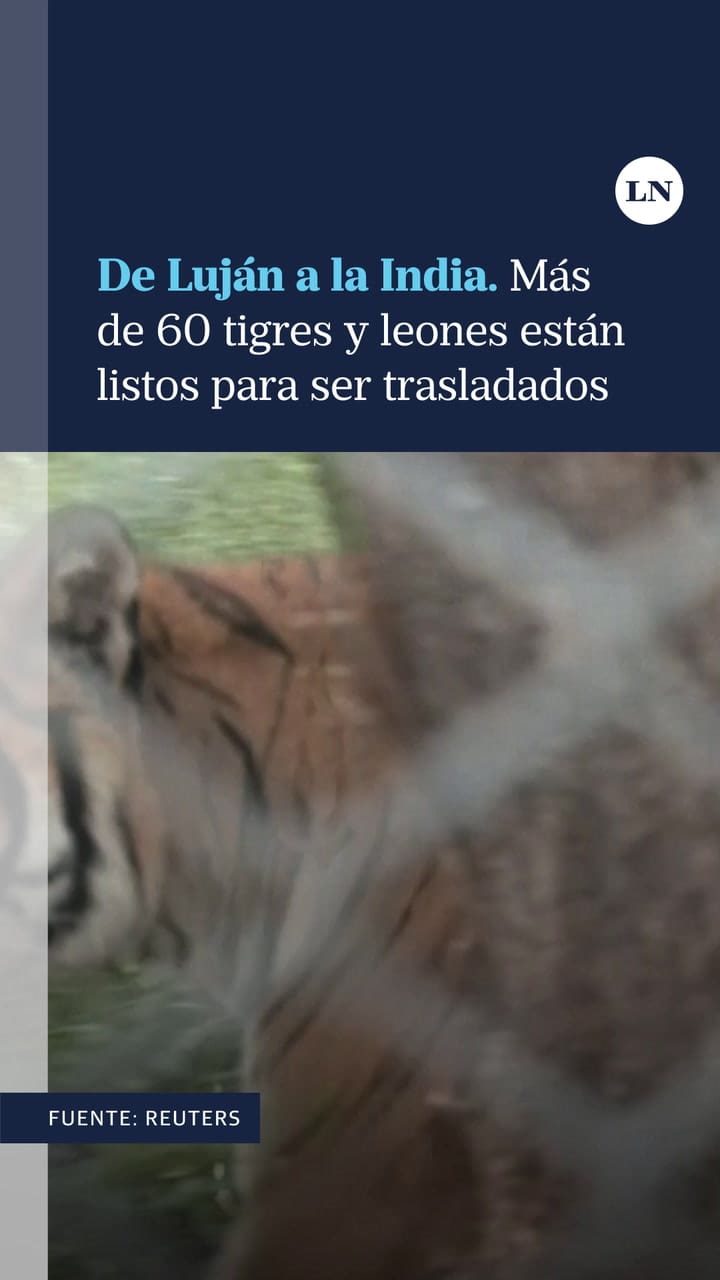 De Luján A La India. Más De 60 Tigres Y Leones Están Listos Para Ser Trasladados