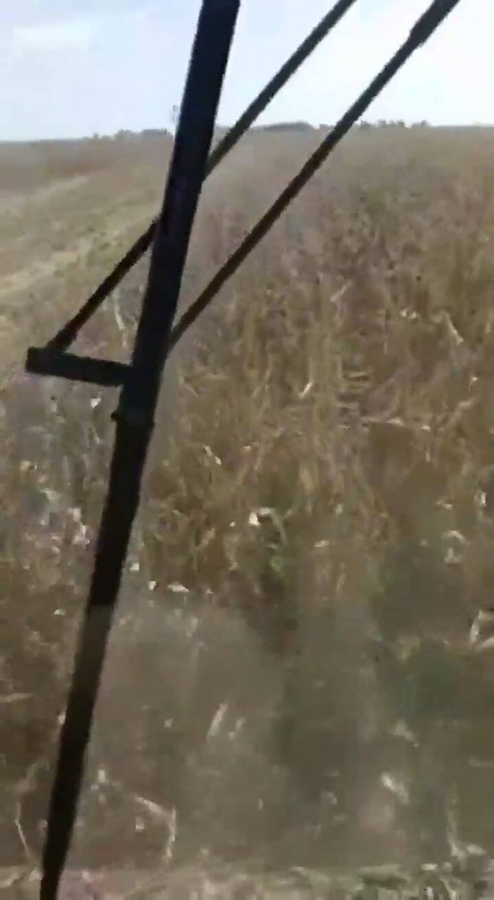 Cosecha a pleno en la zona de Inriville - Crédito: Fernando Bertello