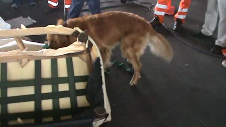 El momento en que descubrieron la cocaína oculta en sillones