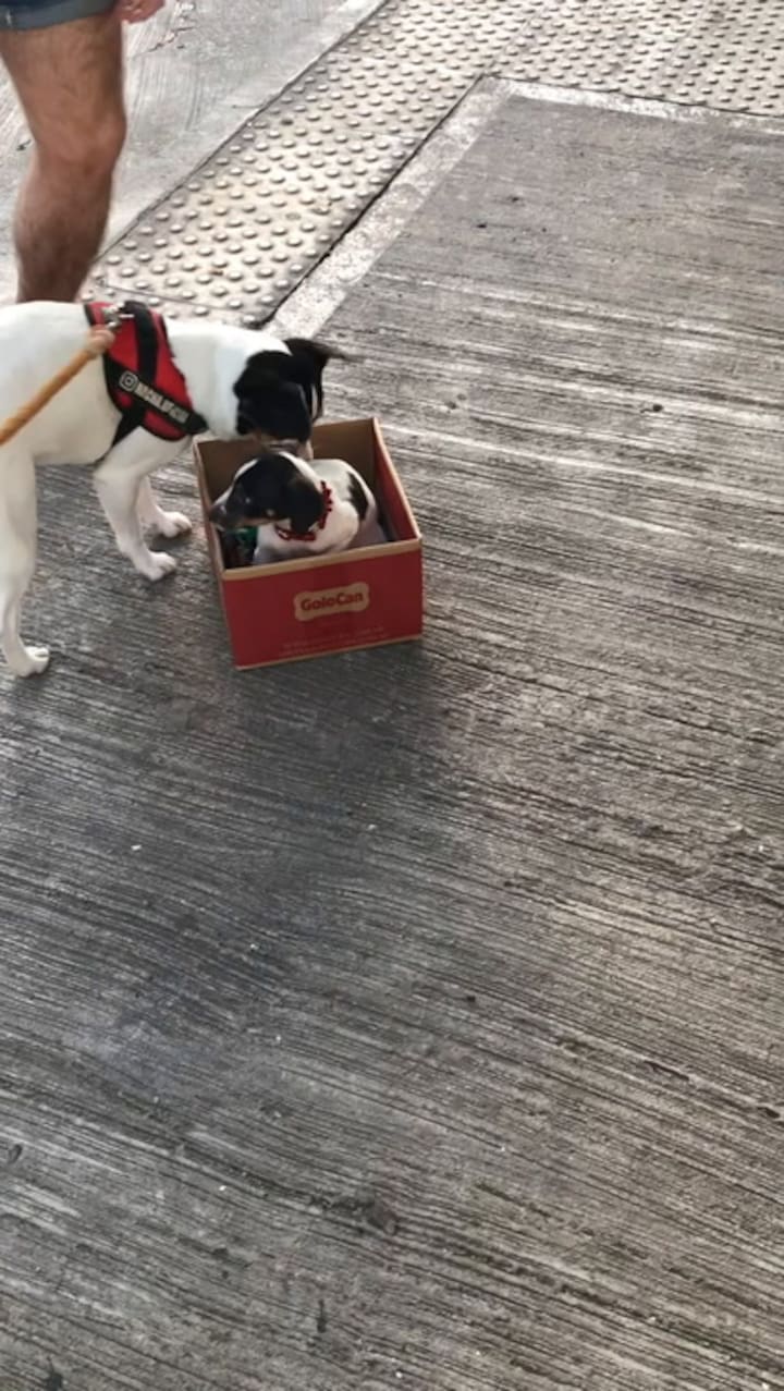 El día que Nacha conoció al pequeño Freddie.