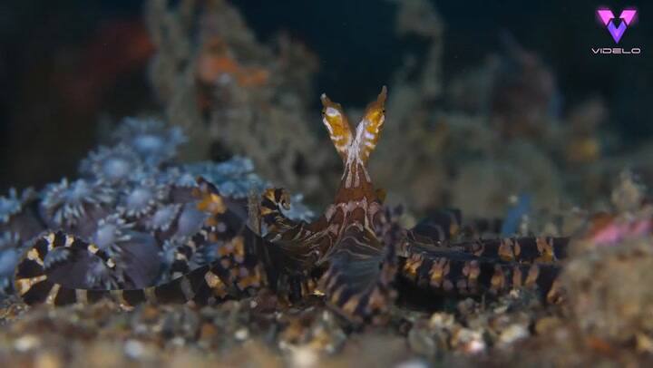 Captan a una rara especie de pulpo que tiene ojos alargados y cambia de color