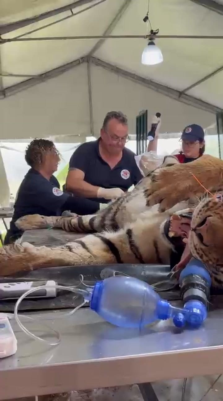 Esterilización de uno de los ejemplares