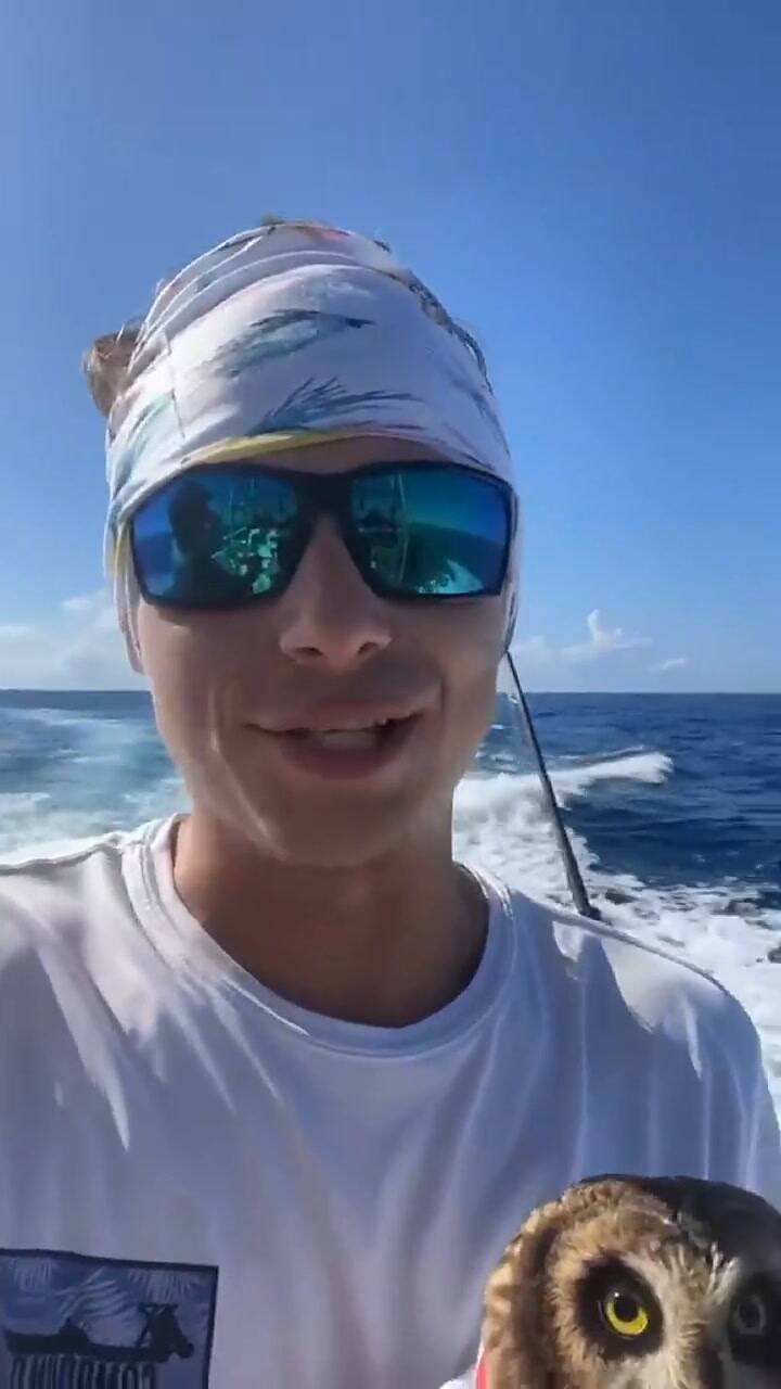Un búho es rescatado en la costa de Sarasota, Florida