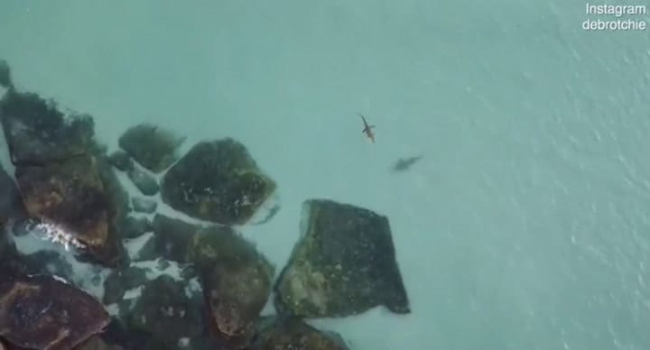 El enfrentamiento entre un tiburón y un cocodrilo