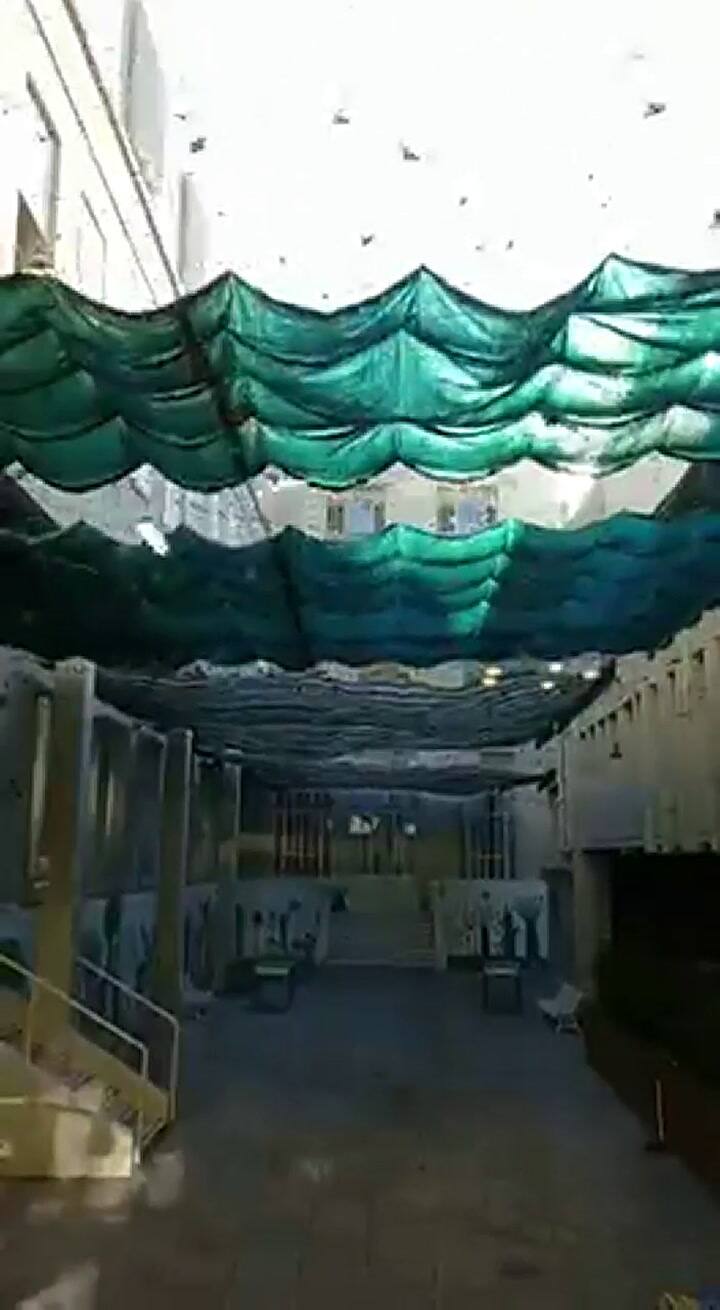 Murciélagos en un colegio de Rosario