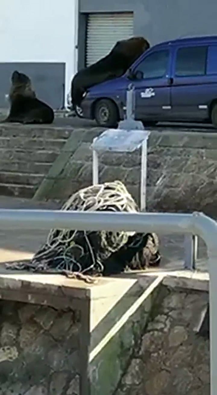 Un lobo marino se subió a una camioneta en la Banquina de los Pescadores