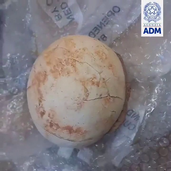 Detectan un huevo de dinosaurio en un aeropuerto de Italia