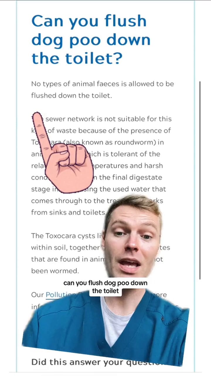 Un veterinario reveló por qué no recomienda tirar los desechos de los perros en el inodoro