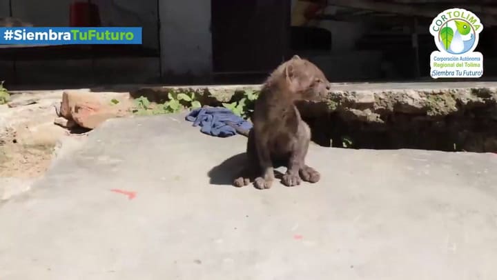 Colombia: un campesino cuidó a un puma en su casa creyendo que era un gato