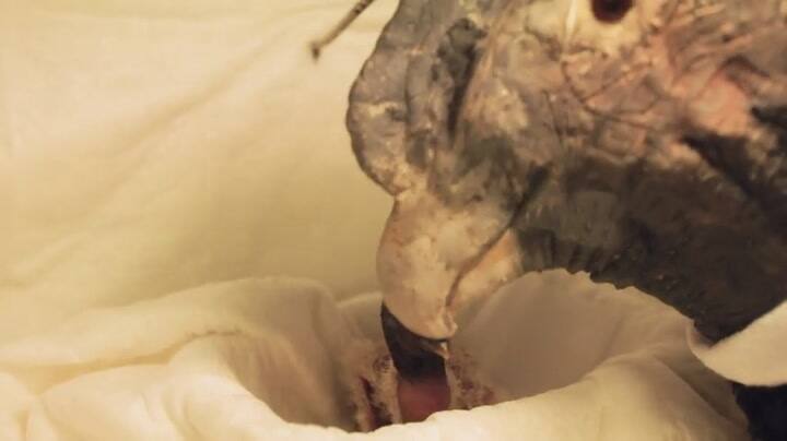 Así es el cóndor nacido en el Ecoparque porteño - Fuente: GCBA