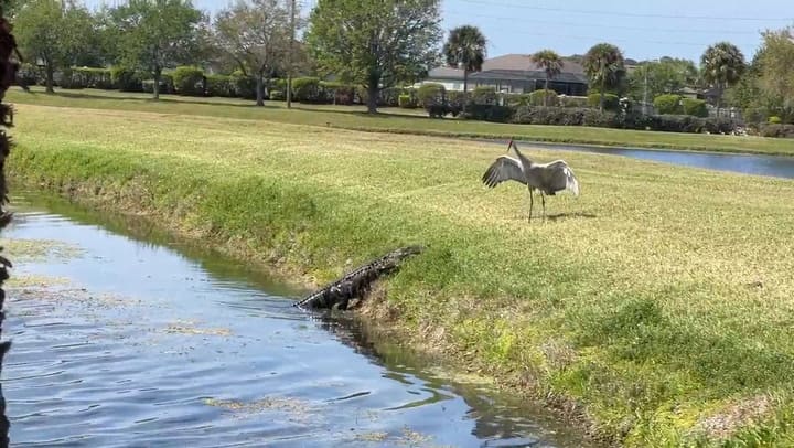Un caimán se acercó a una grulla pero volvió a su estanque cuando vio que no sería una presa fácil