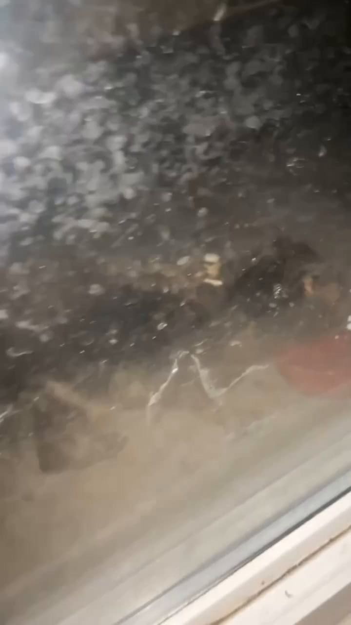 “Me dio escalofríos”: grabó a un extraño animal y cree que es un chupacabras (Video: Janay Lynn/Pen News)