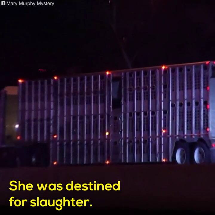 El mismo caso fue tratado de forma completamente distinta en Nueva Jersey - Fuente: FaceBook