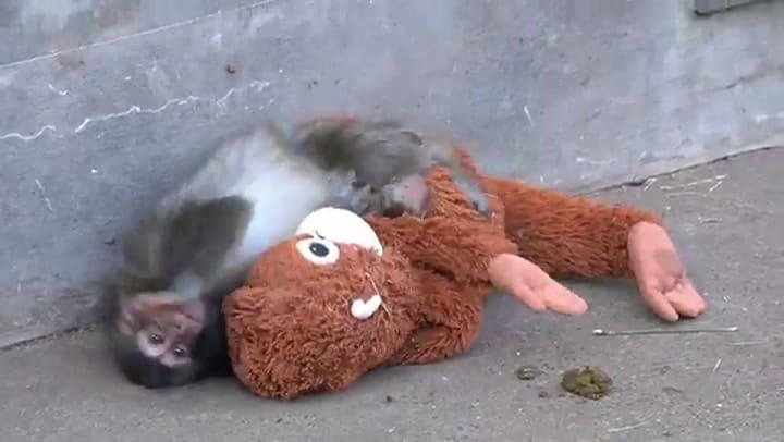 Japón: la historia de Punch, un mono bebé, con su “mamá” de peluche conmueve al mundo
