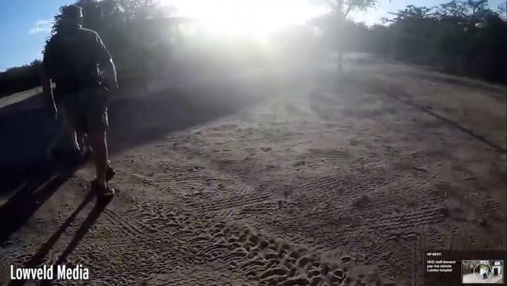 Un conservacionista fue atacado por los dos leones que cuidaba en Sudáfrica