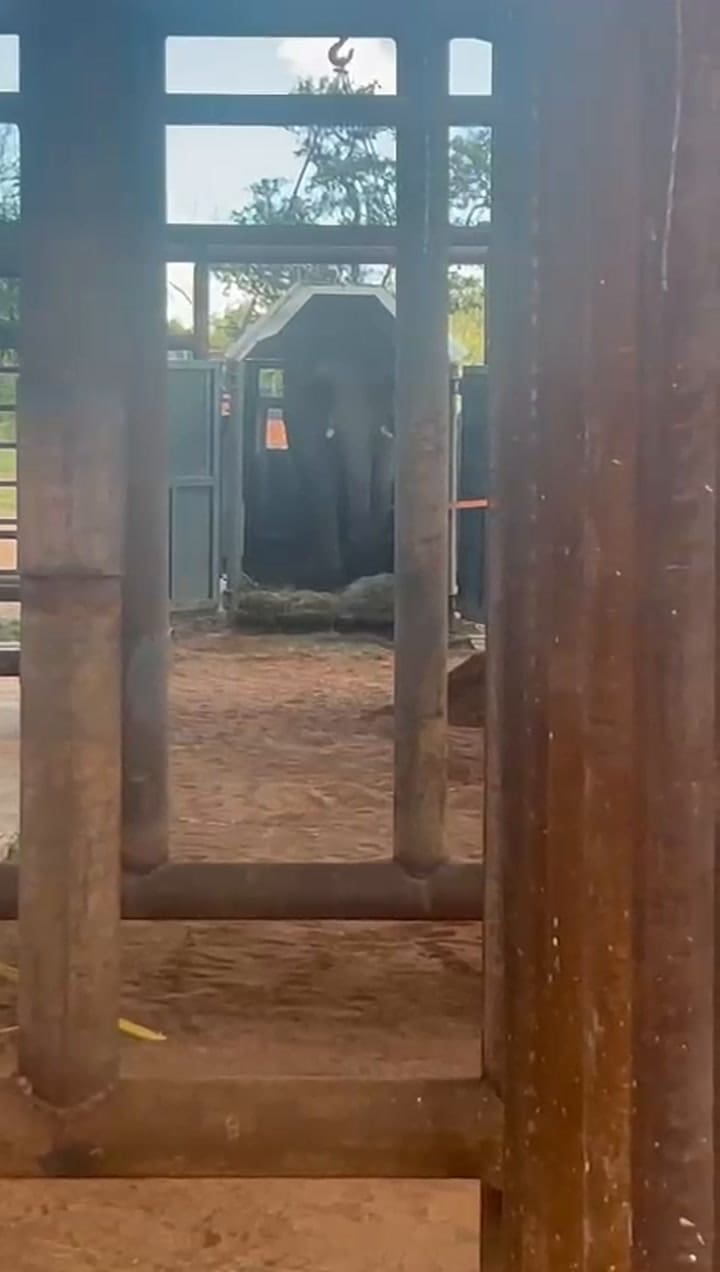 La llegada de Pupy al santuario