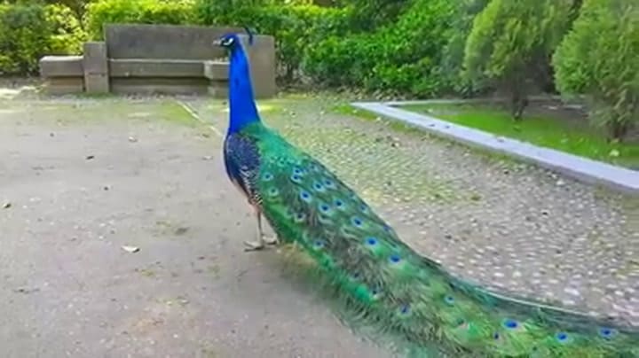 Pavo real