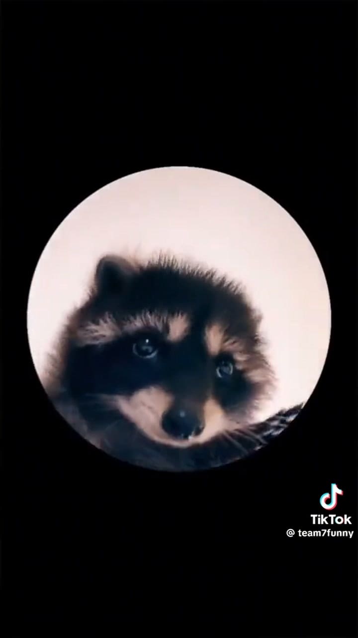 El video viral del mapache