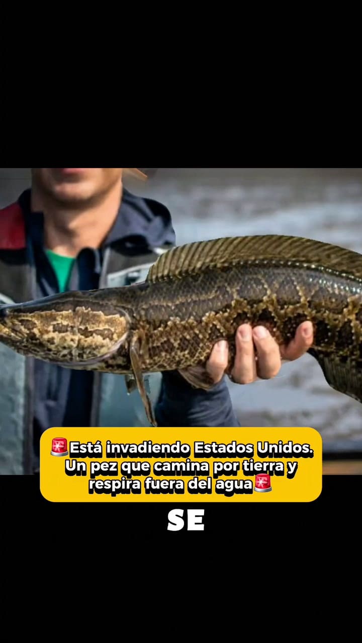 Todo lo que se sabe sobre el pez cabeza de serpiente