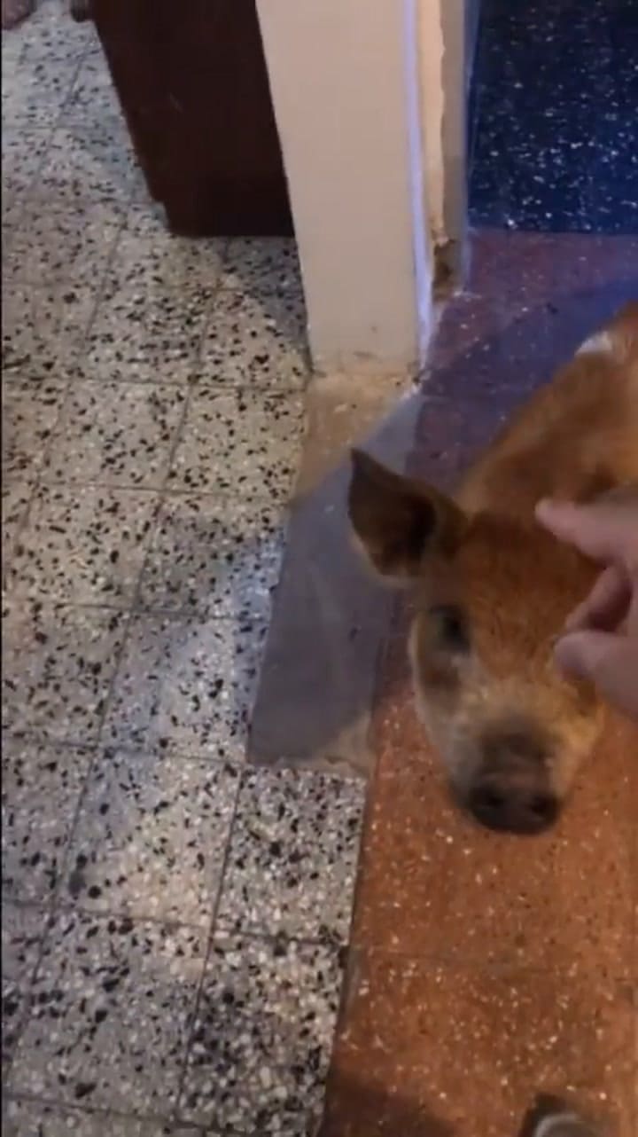Lambucia aprendió a dar la patita