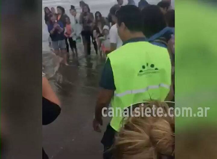 Monte Hermoso. Liberan a una tortuga marina que quedó atrapada en las redes de un barco pesquero