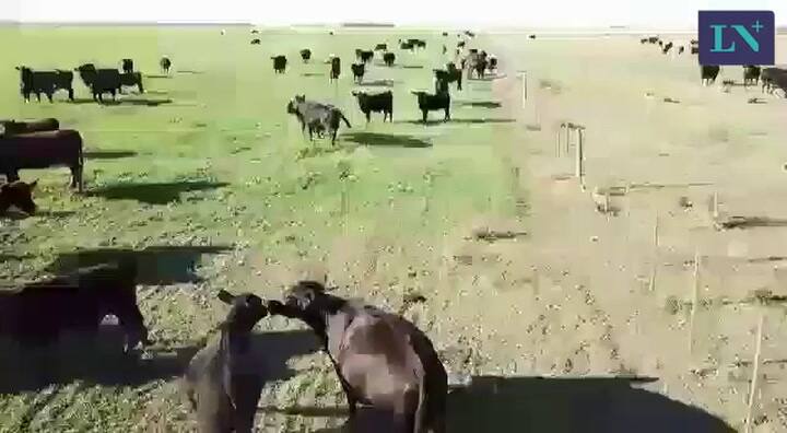 Un dron para arrear las vacas - Fuente: Familia Borcano, Tres Arroyos