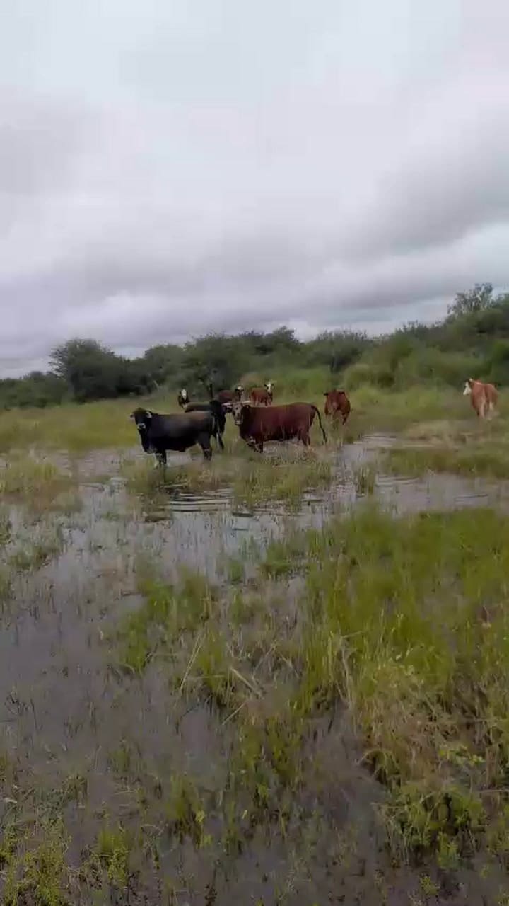 El avance del agua obliga a mover la hacienda en medio de campos anegados