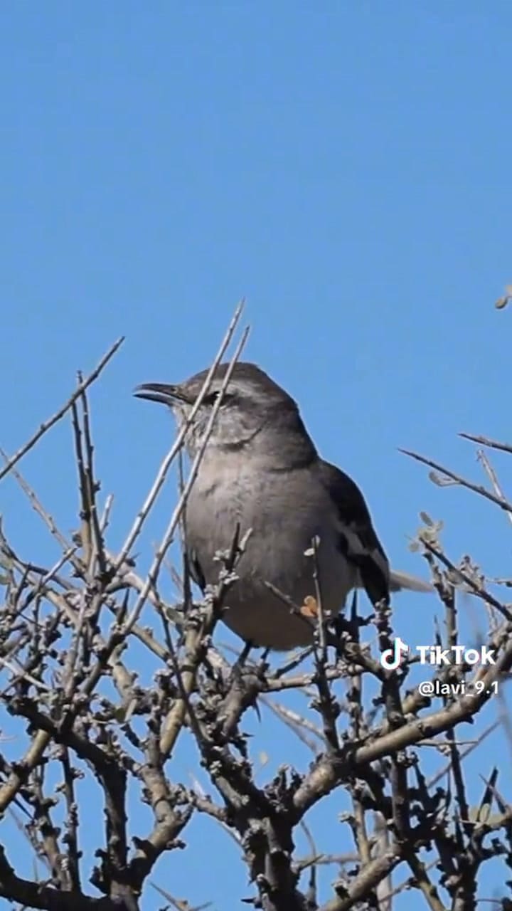 El canto de la Calandria Grande