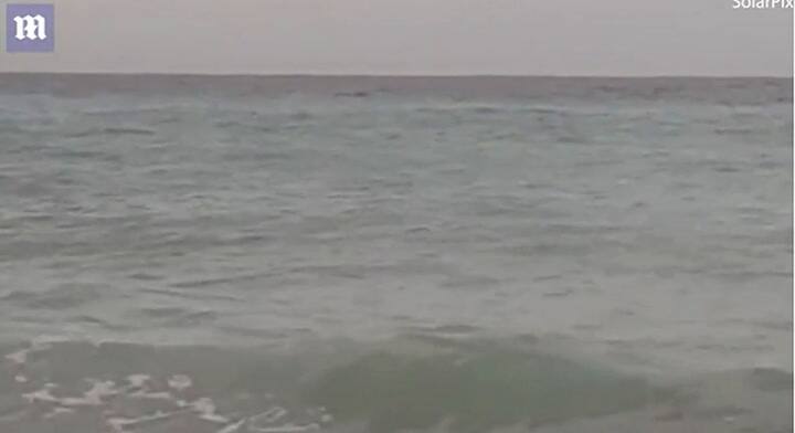 Los tiburones acechan la playa en España