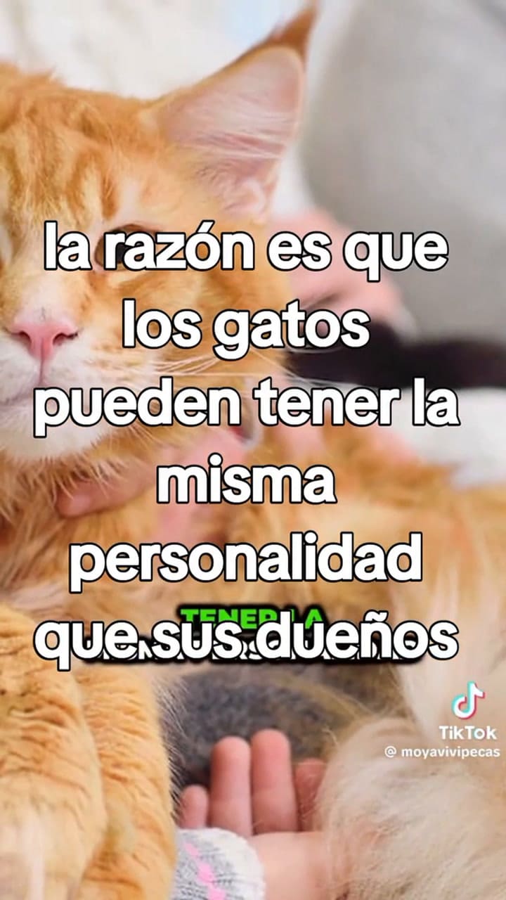 Qué tipo de dueño de gato sos, según un estudio