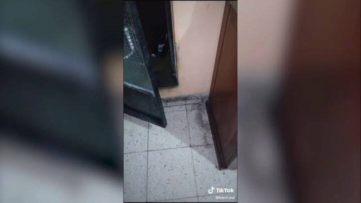 Viral: la divertida habilidad de un perro para 'invitar' a sus amigos a jugar