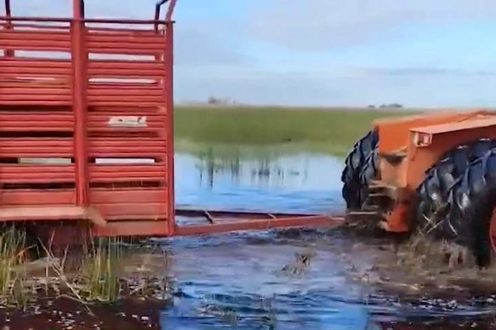 Un Productor De Henderson Saca En Un Tractor Con Trailer Un Toro De Su Campo - GIF