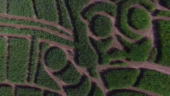 Mega fanático: hizo un gigante laberinto con la forma de personas de 'La Guerra de las Galaxias'