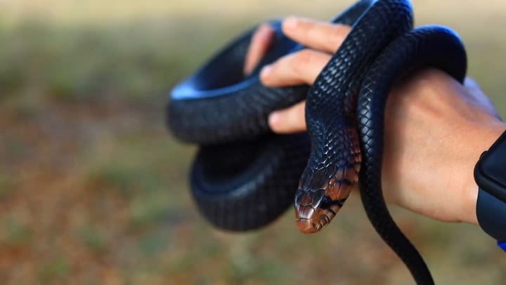 Liberan 41 serpientes índigo oriental en Florida