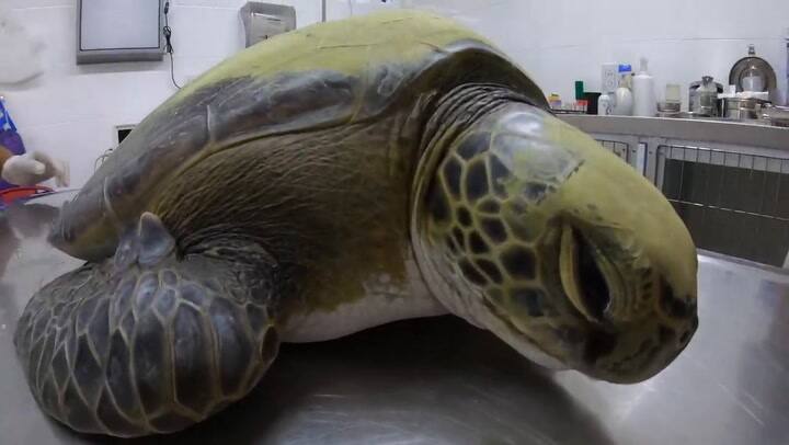Rescataron una tortuga marina que ingirió una alarmante cantidad de plástico - Fuente: Fundación MM