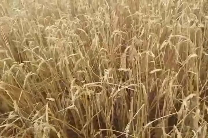 Así quedó el trigo en el campo de Vassolo