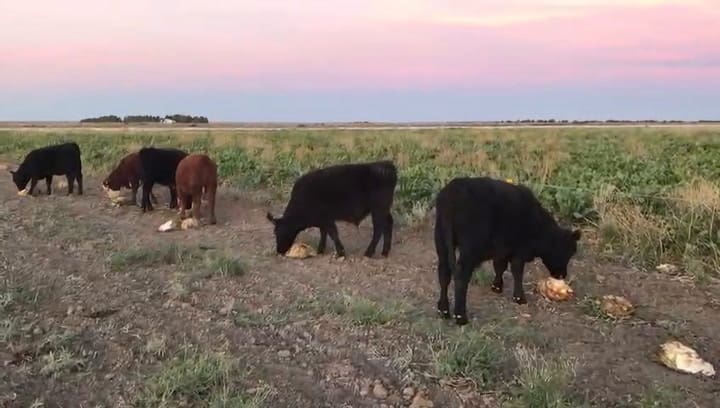 Los animales pueden comer la remolacha durante todo el día