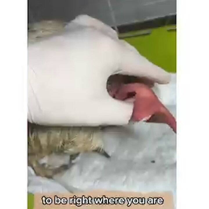 Ella era Akira, una gallina víctima de un ritual.