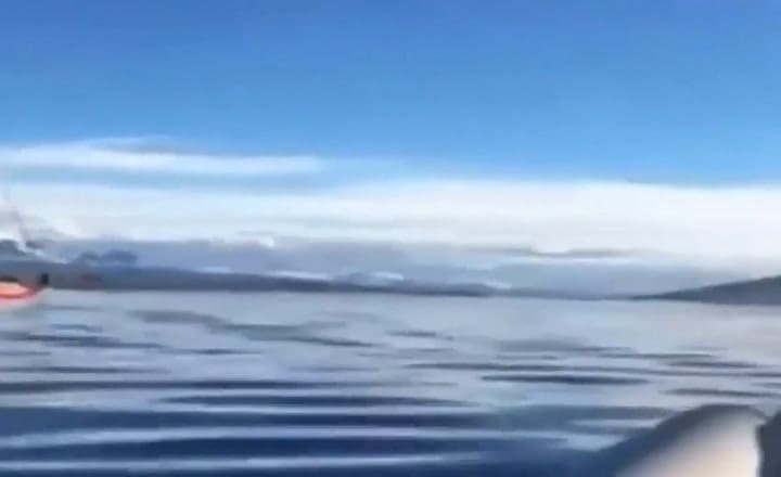 Navegantes de un velero embistieron a una ballena en el Canal de Beagle
