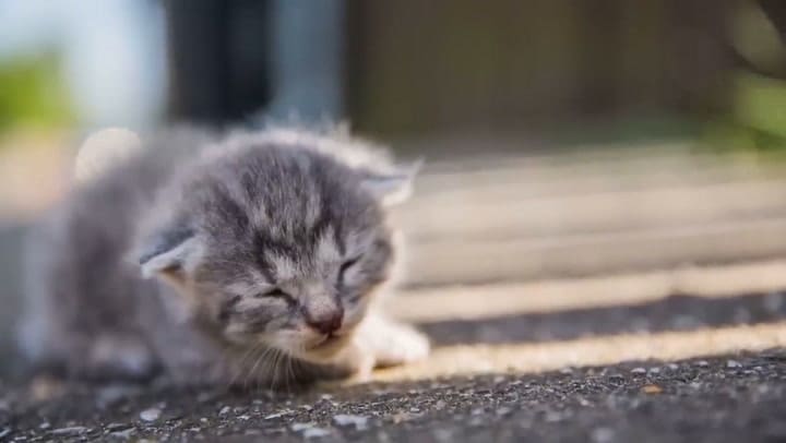 Veterinario explica por qué los gatos no pueden dormir en el exterior en invierno