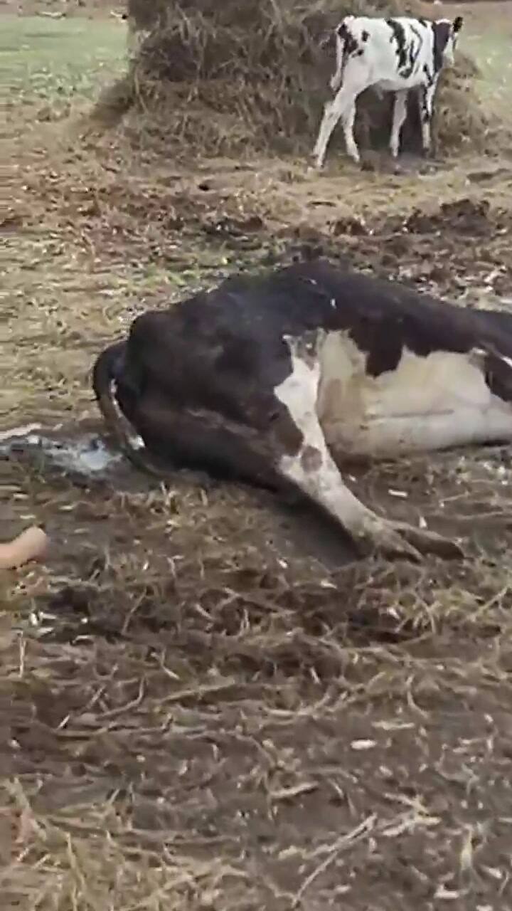 Un productor compartió las imágenes de los efectos de la sequía en Carlos Tejedor