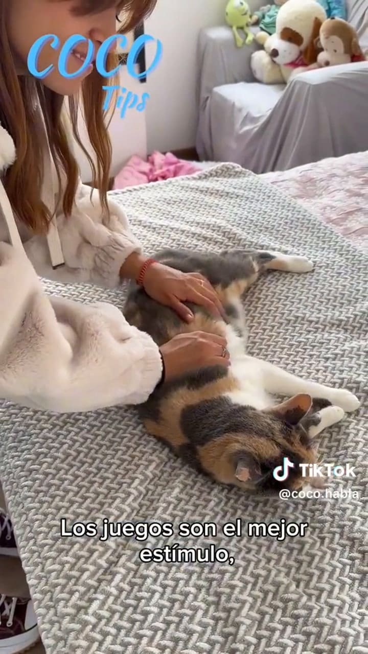 Por qué el juego es tan importante para nuestros gatos