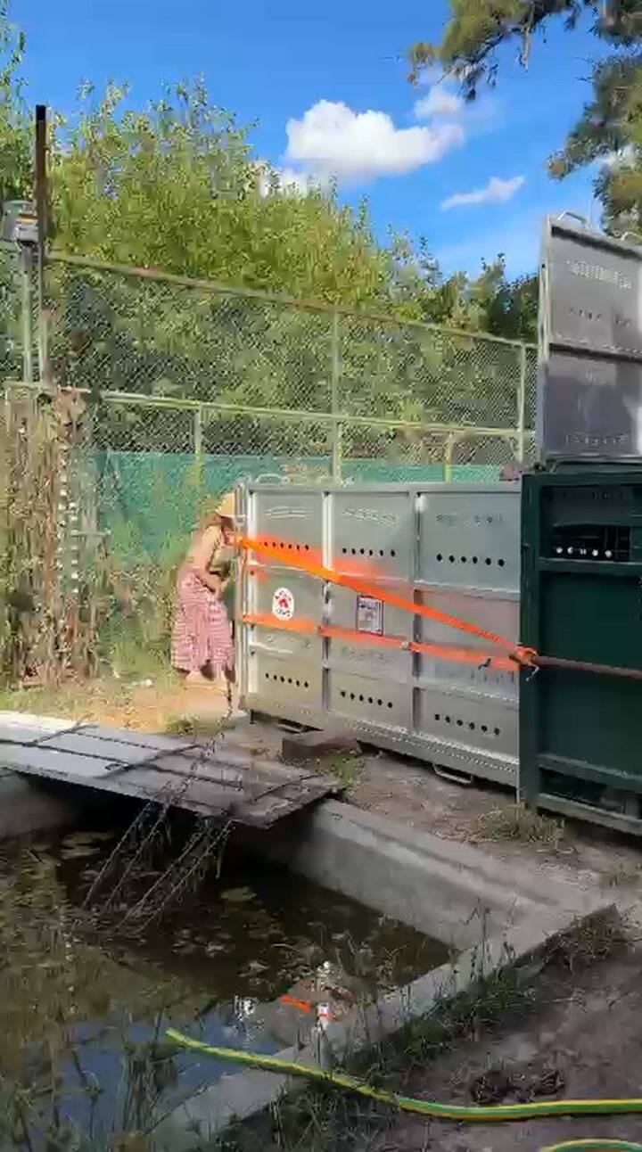 Con comida, llevan al oso hacia el carrier en el que viajará
