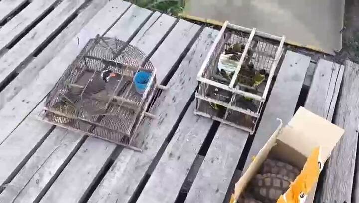 El tráfico, una de las principales amenazas hacia las tortugas