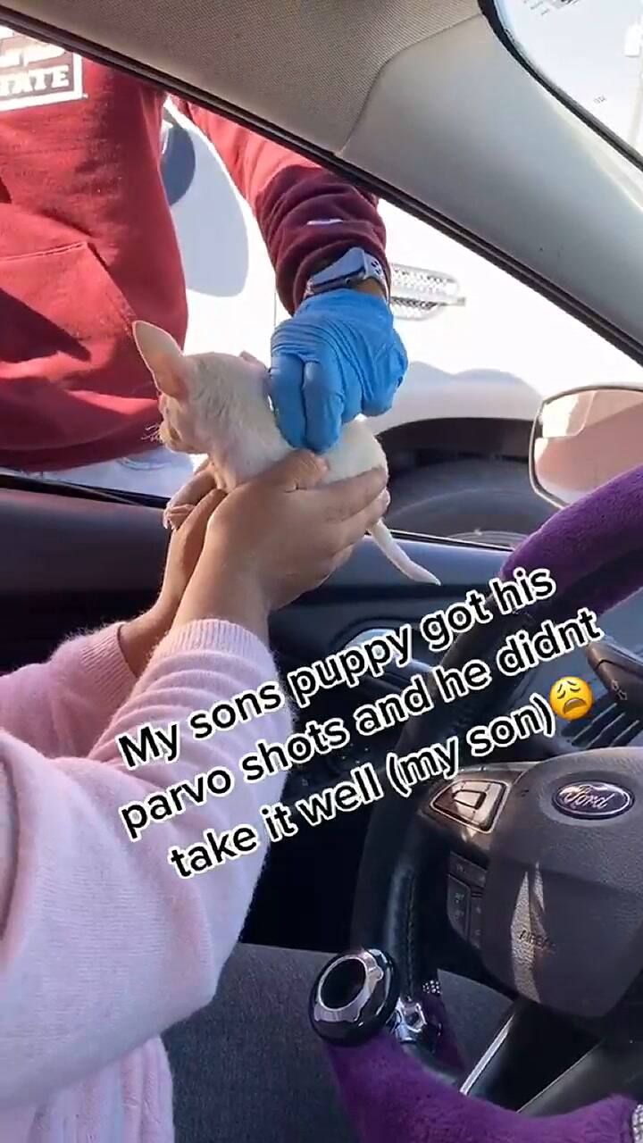 Amor perruno: el sentido llanto de un niño al vacunar a su pequeño cachorro - Fuente: TikTok